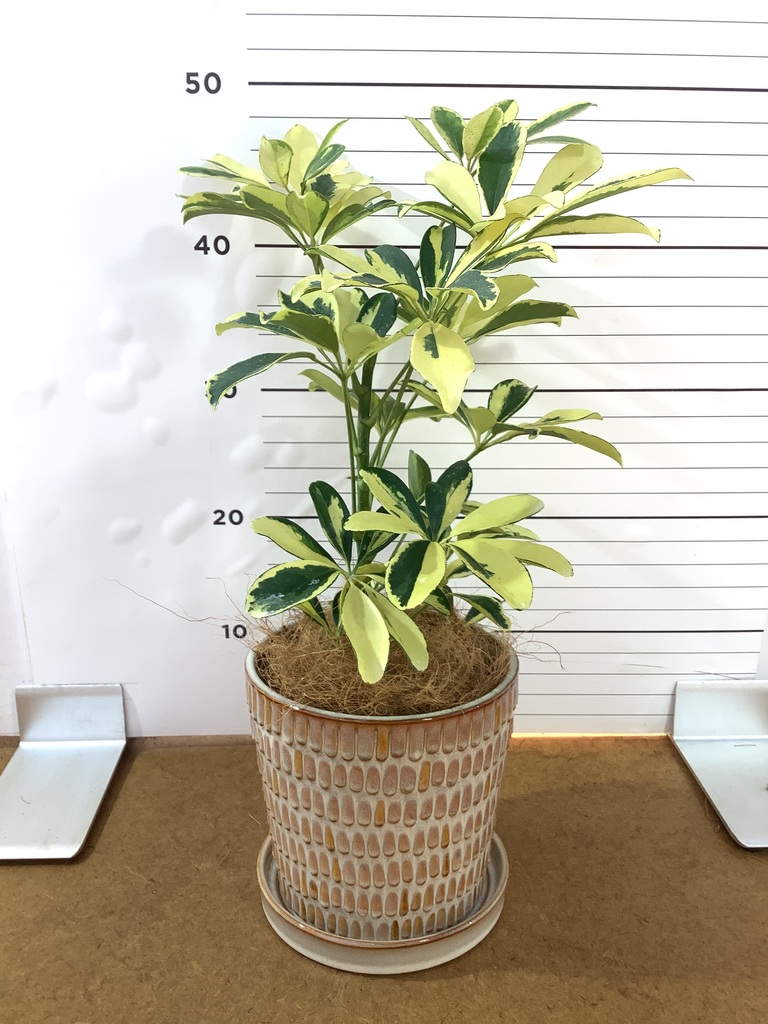 観葉植物 シェフレラ（カポック） 4号 斑入り シーグラスポット