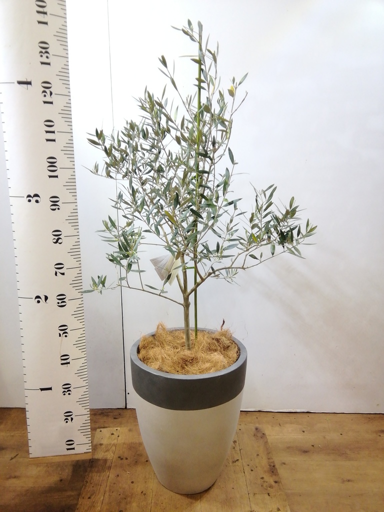 観葉植物 オリーブの木 8号 オヒブランカ ポリゴヘクサ 白 付き / 小倉