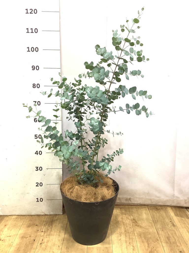 ユーカリ 7号 | 通販専門店 HitoHana（ひとはな）