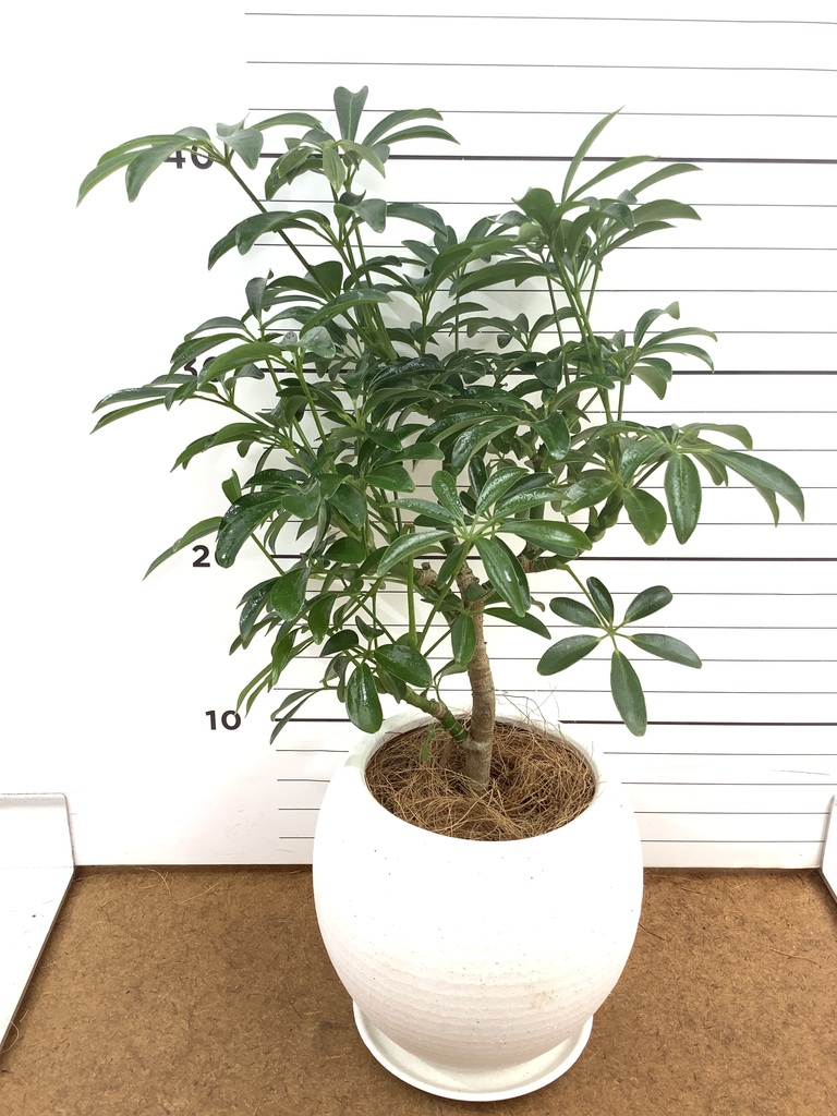 シェフレラ コンパクタ 1点もの | 観葉植物の通販ならHitoHana（ひとはな）