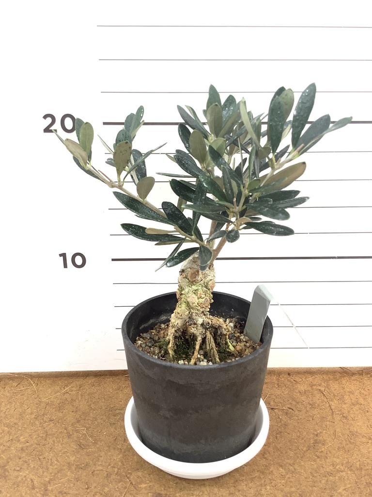 観葉植物 オリーブ 3号 創樹 盆栽仕立て | 観葉植物ならHitoHana(ひとはな)