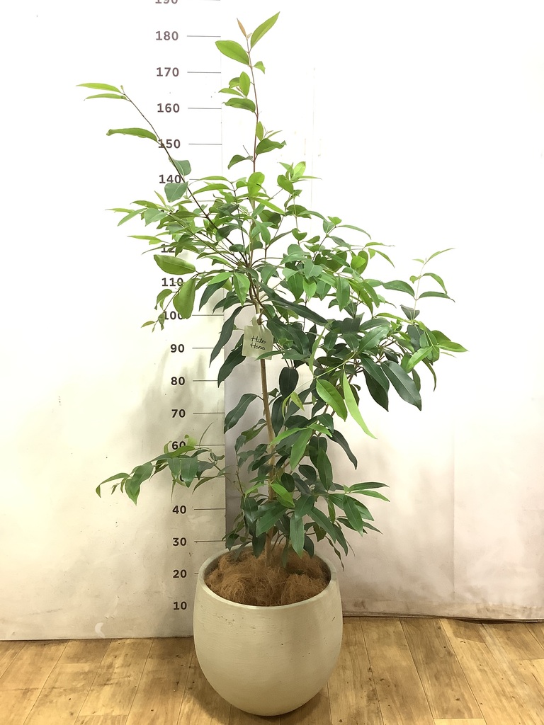 観葉植物 アマゾンオリーブ (ムラサキフトモモ) 8号 アルファ