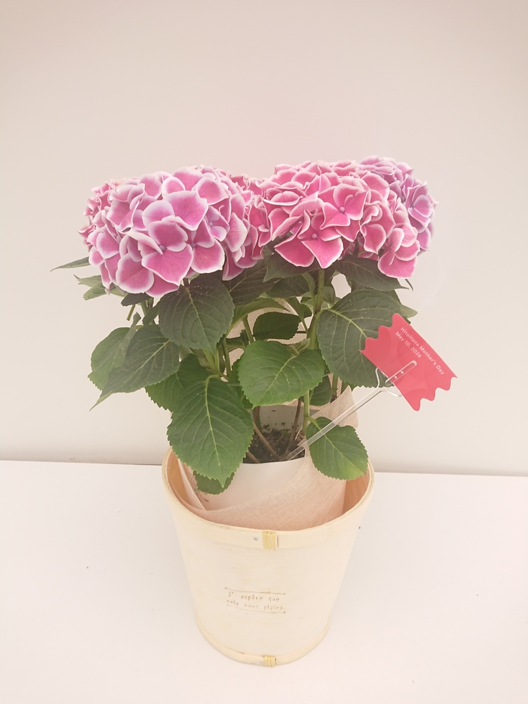 わかば　紫陽花　紫陽花　ホットチボリピンク　ツリー仕立て　スタンド　2鉢 母の日】あじさい 鉢植えのお花 ホットチボリ ピンク ウッドポット