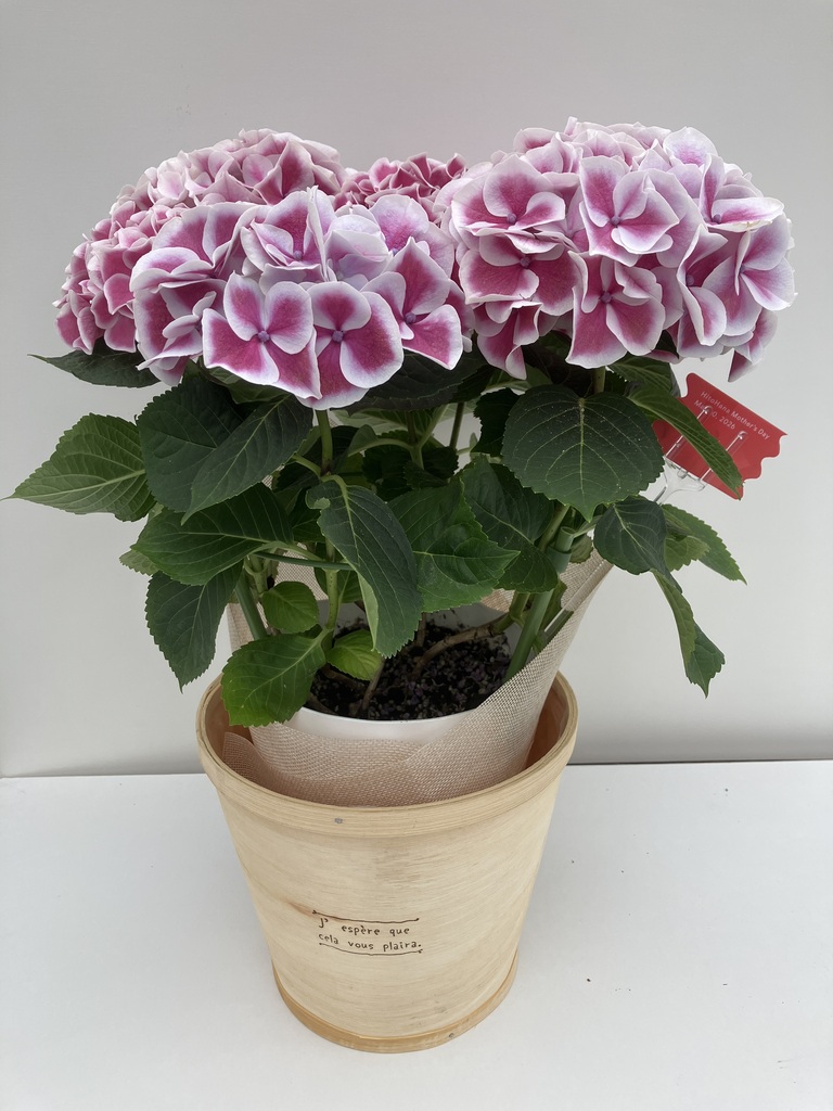 母の日】あじさい 鉢植えのお花 ホットチボリ ピンク ウッドポット