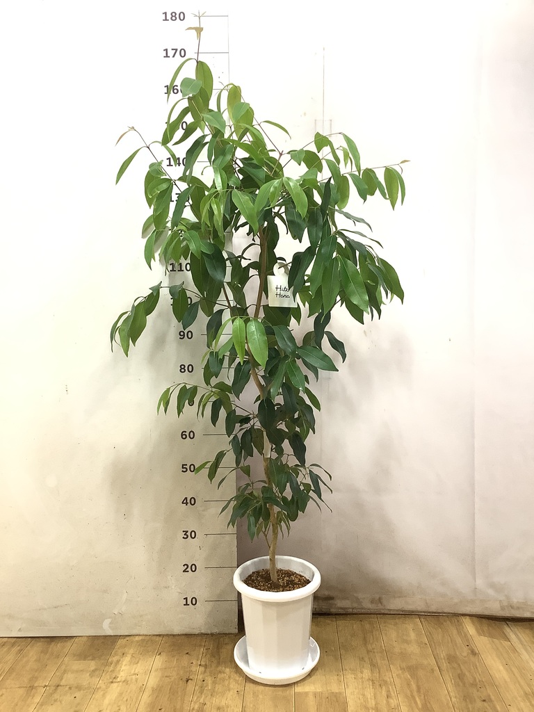 アマゾンオリーブ (ムラサキフトモモ) | 観葉植物通販HitoHana(ひとはな)