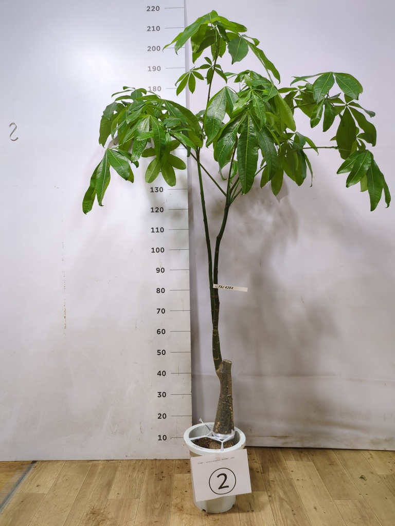 パキラパラソル大型　【良品】 実生 大型 パキラ パラソル その他インテリア雑貨 PLANTS SHOP OLIVE