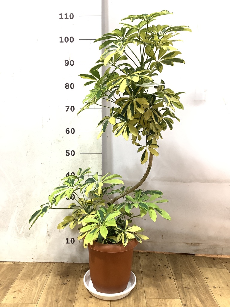 観葉植物 シェフレラ（カポック） 7号 ハッピーイエロー 曲り