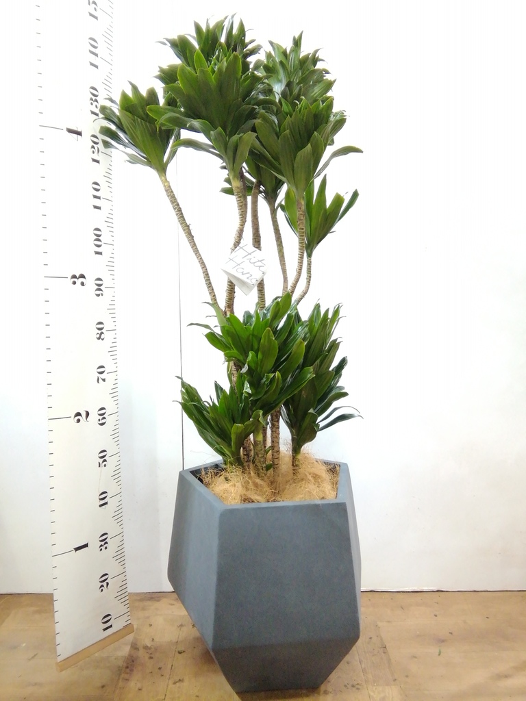観葉植物 ドラセナ コンパクター 10号 コーテス ヘックス ホワイト