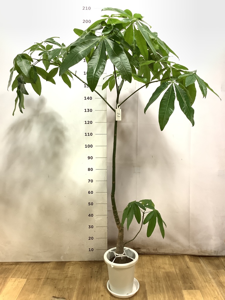 観葉植物 パキラ 8号 パラソル プラスチック鉢 | 観葉植物ならHitoHana
