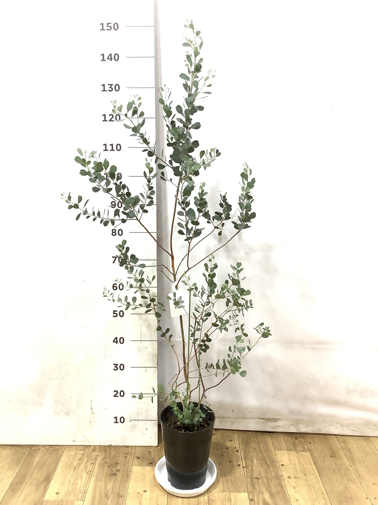 観葉植物 ユーカリ 7号 ウェブステリアナ（ハートリーフ
