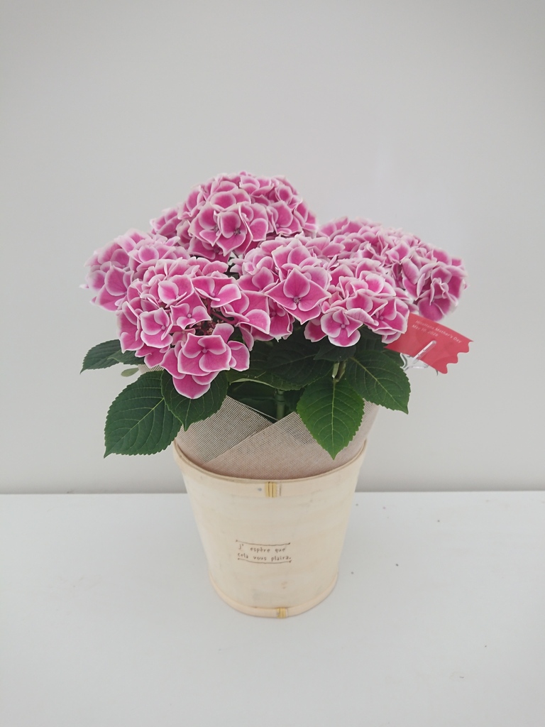 母の日】あじさい 鉢植えのお花 ホットチボリ ピンク ウッドポット