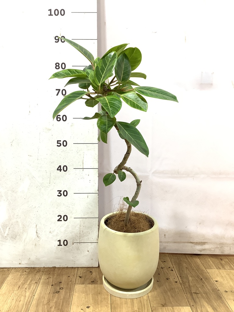 観葉植物 フィカス アルテシーマ 5号 曲り プラスチック鉢 | 観葉植物