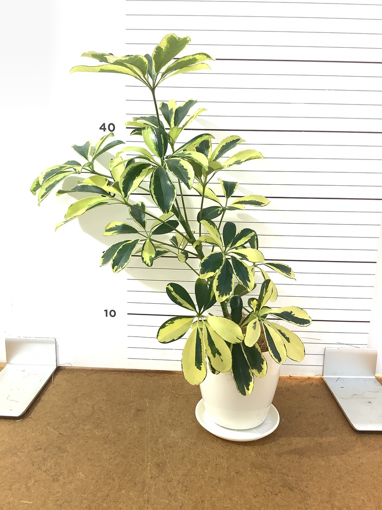 観葉植物 シェフレラ（カポック） 4号 斑入り ルーツ 15 L ベージュ