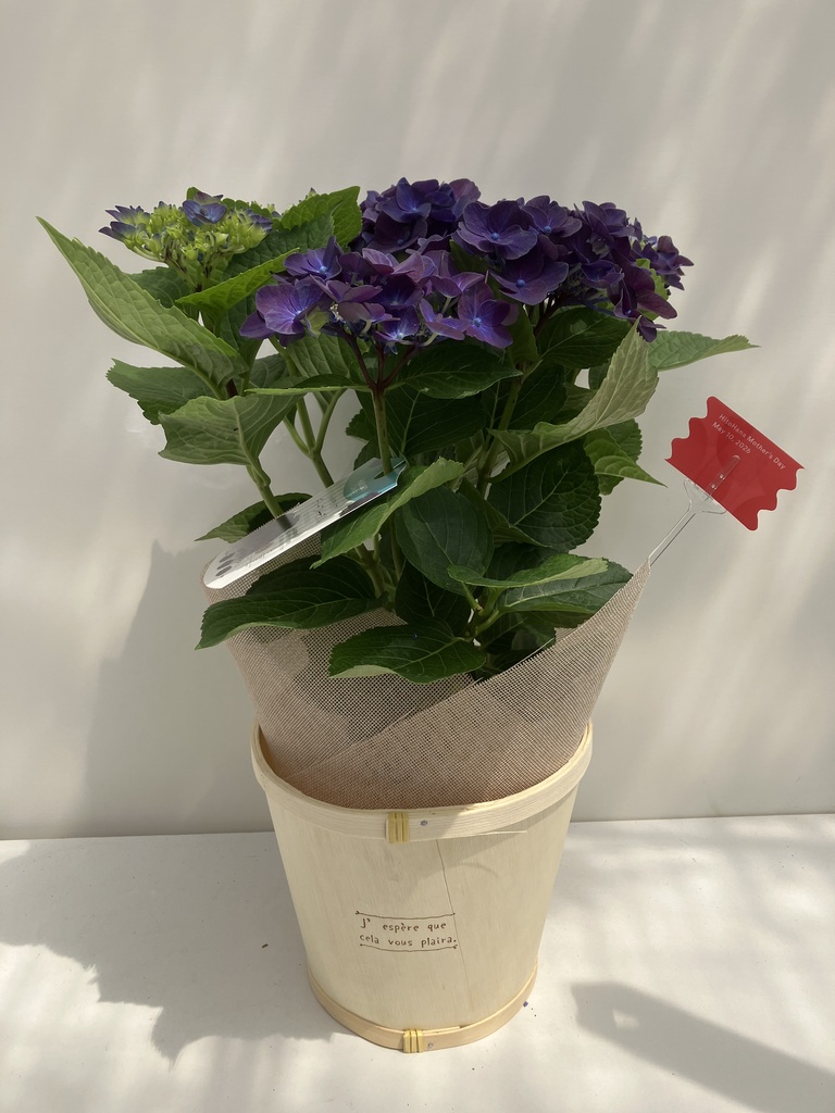 母の日】あじさい 鉢植えのお花 ディープパープル ブラウンバスケット