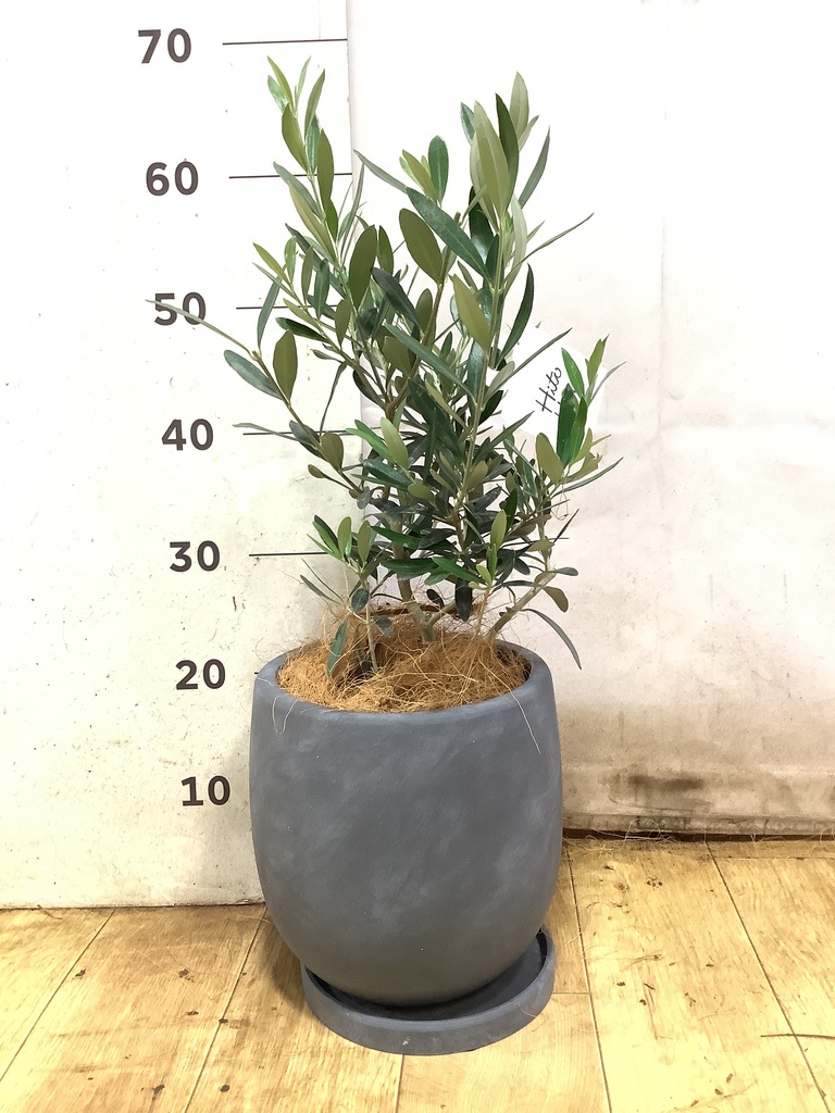 観葉植物 オリーブの木【28cm】5号 ひなかぜ 盆栽仕立て プラスチック