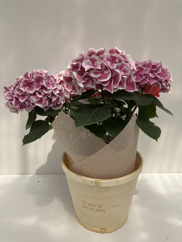 母の日】あじさい 鉢植えのお花 ホットチボリ ピンク ウッドポット