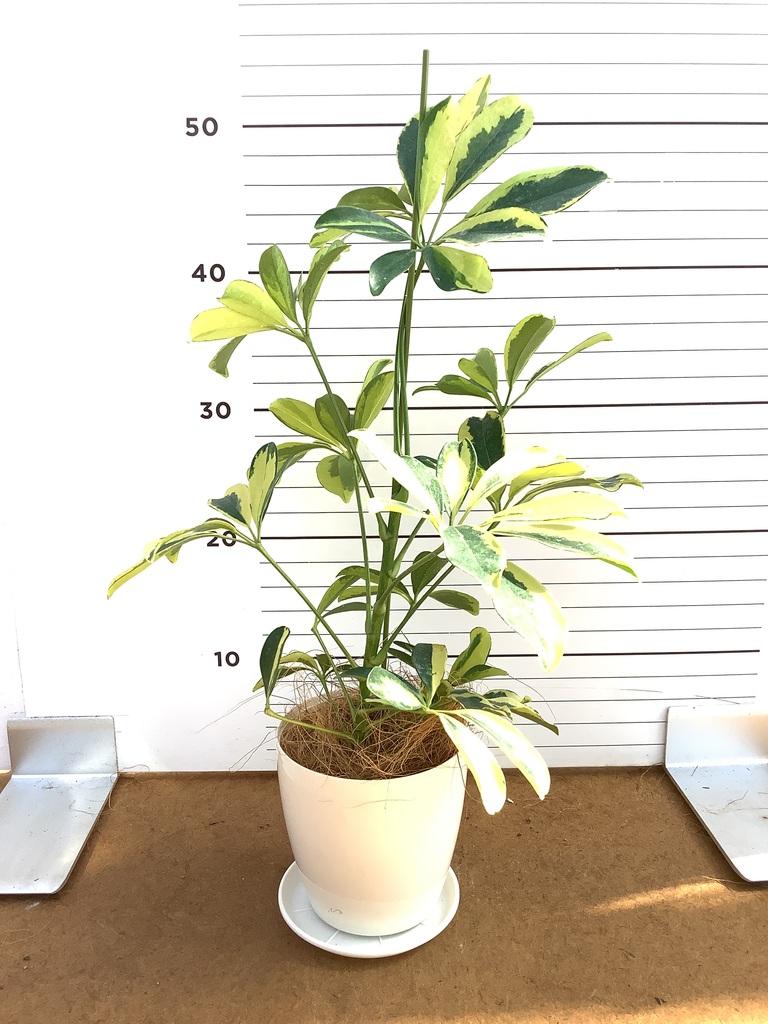 観葉植物 シェフレラ（カポック） 4号 斑入り ラダ 15 B ベージュ 付き