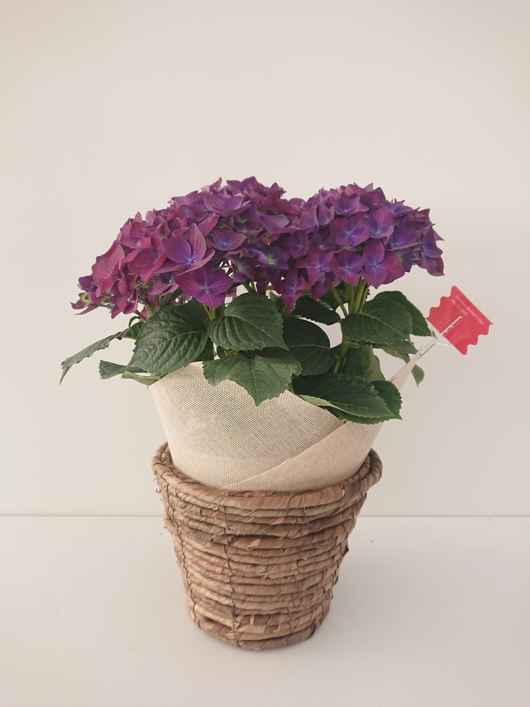 母の日】あじさい 鉢植えのお花 キャンディハート ブルー ブラウン
