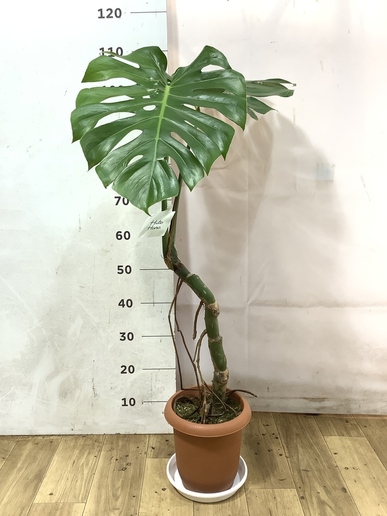観葉植物 モンステラ 7号 根あがり プラスチック鉢 | 観葉植物なら