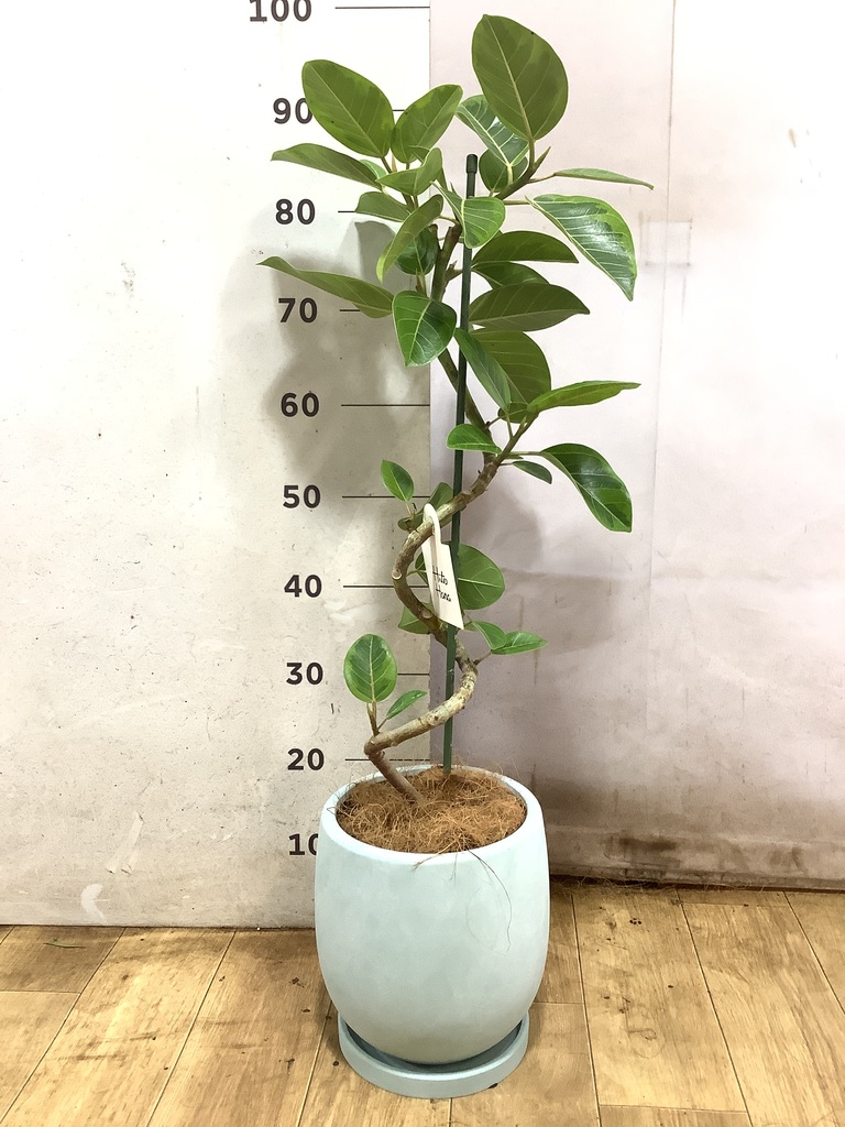① フィカス　アルテシーマ　5.5号鉢★ 高さ85センチくらい 観葉植物 フィカス アルテシーマ 5号 曲り プラスチック鉢 | 観葉植物