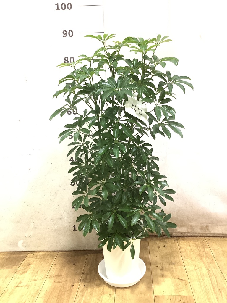 観葉植物 シェフレラ 6号 コンパクタ プラスチック鉢 | 観葉植物なら