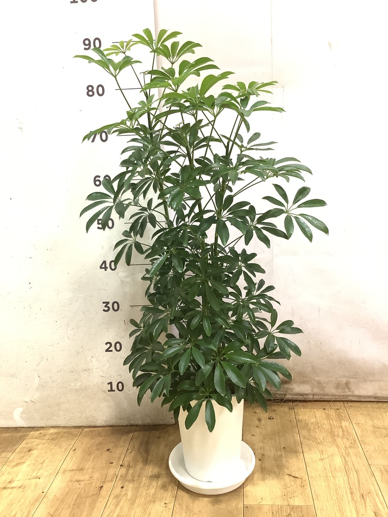 観葉植物 シェフレラ 6号 コンパクタ プラスチック鉢 | 観葉植物なら