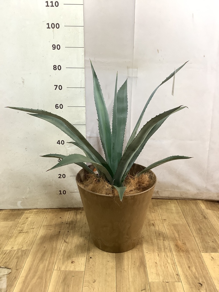 アガベ アメリカーナ（アオノリュウゼツラン） | 観葉植物 | Hitohana
