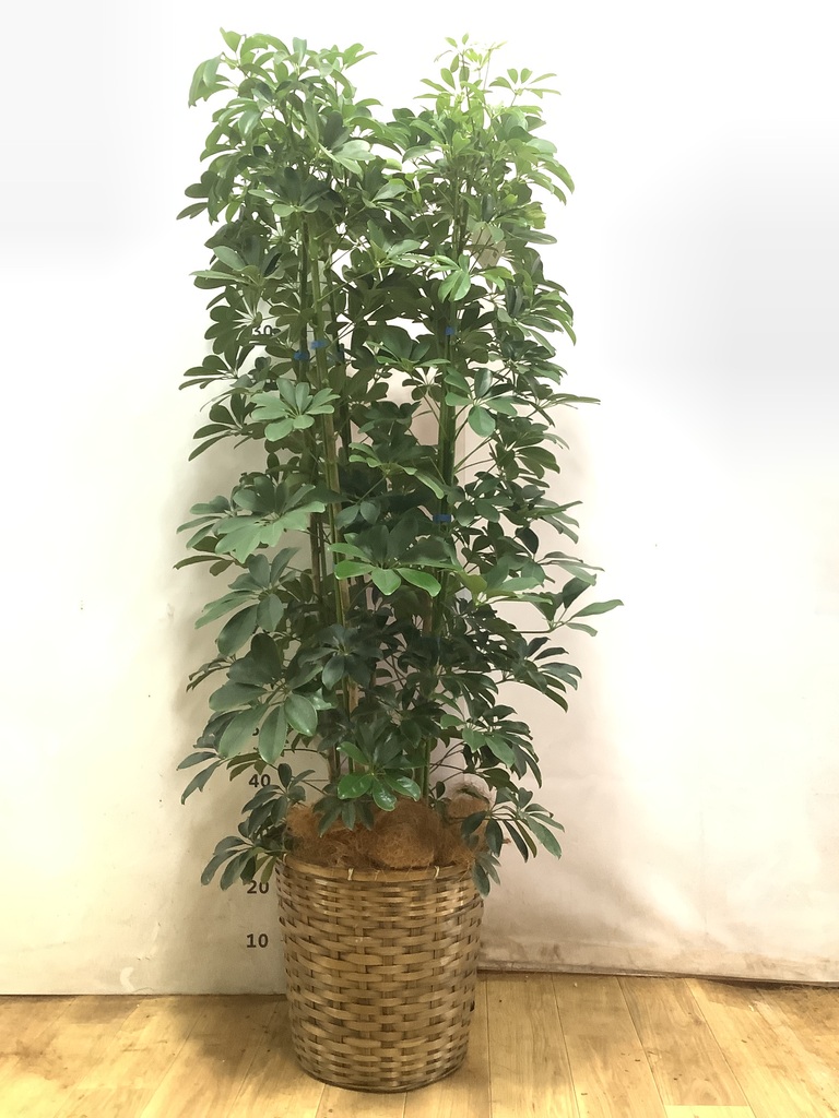 観葉植物 カポック（シェフレラ） 風水 | HitoHana（ひとはな）