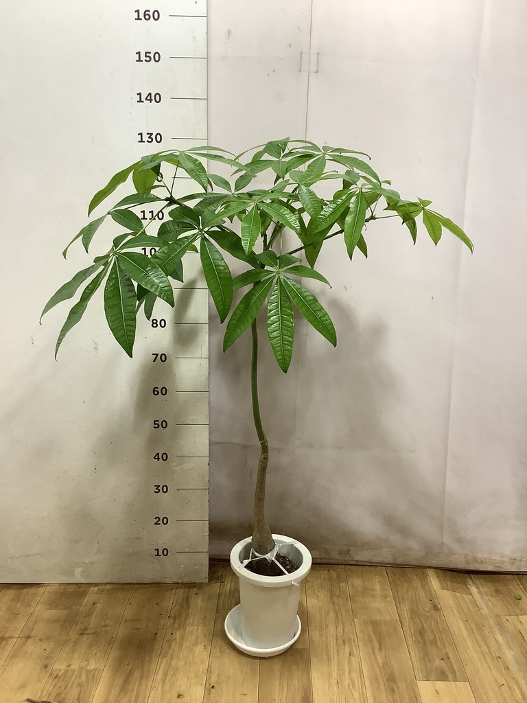 観葉植物 パキラ 7号 パラソル プラスチック鉢 | 観葉植物ならHitoHana
