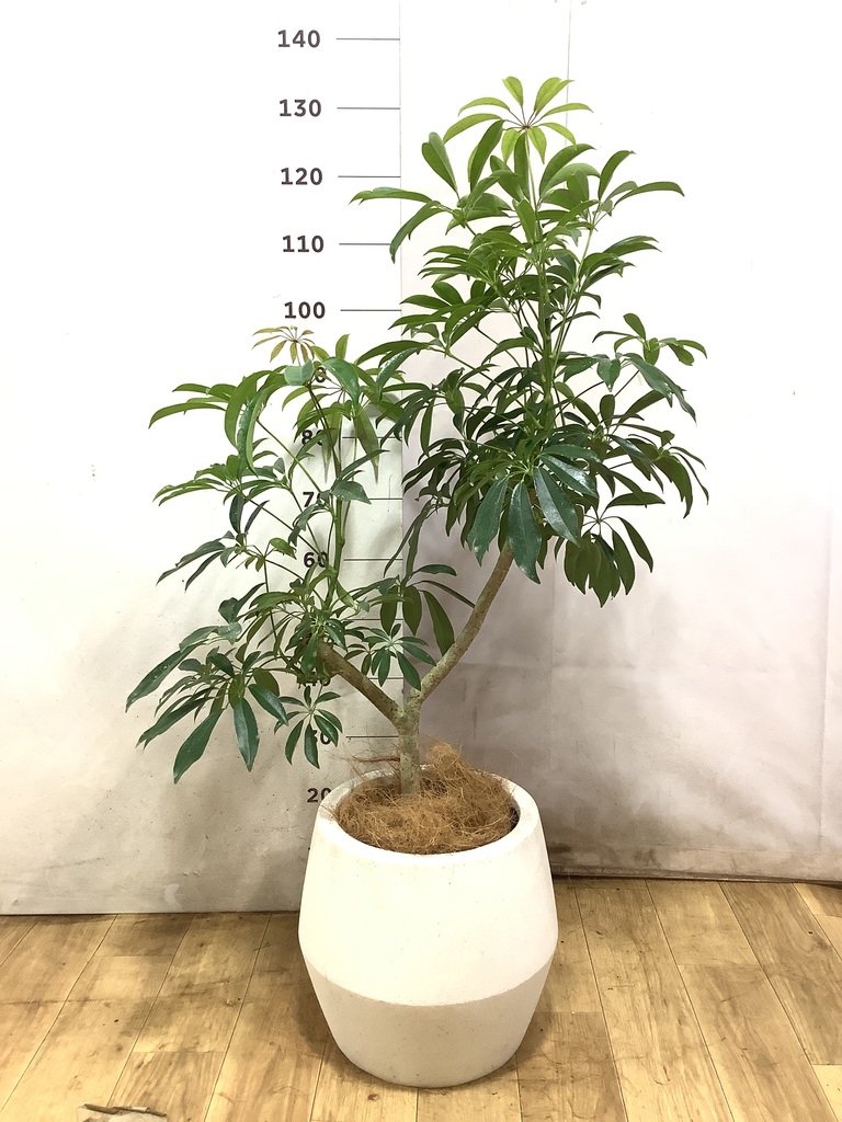 観葉植物 シェフレラ（カポック）7号 朴 アートストーン ラウンド