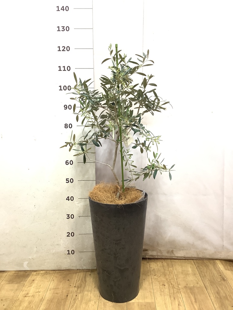 観葉植物 オリーブ 8号 デルモロッコ プラスチック鉢 / 小倉園 | 観葉