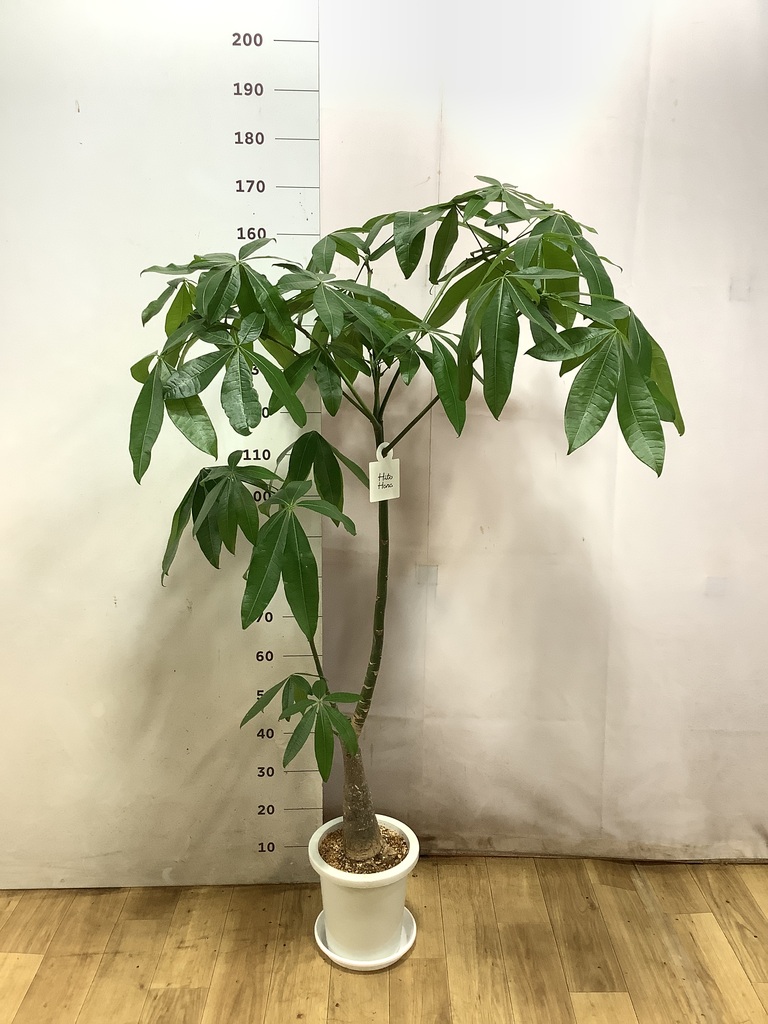 パキラ パラソル | 観葉植物の通販ならHitoHana（ひとはな）