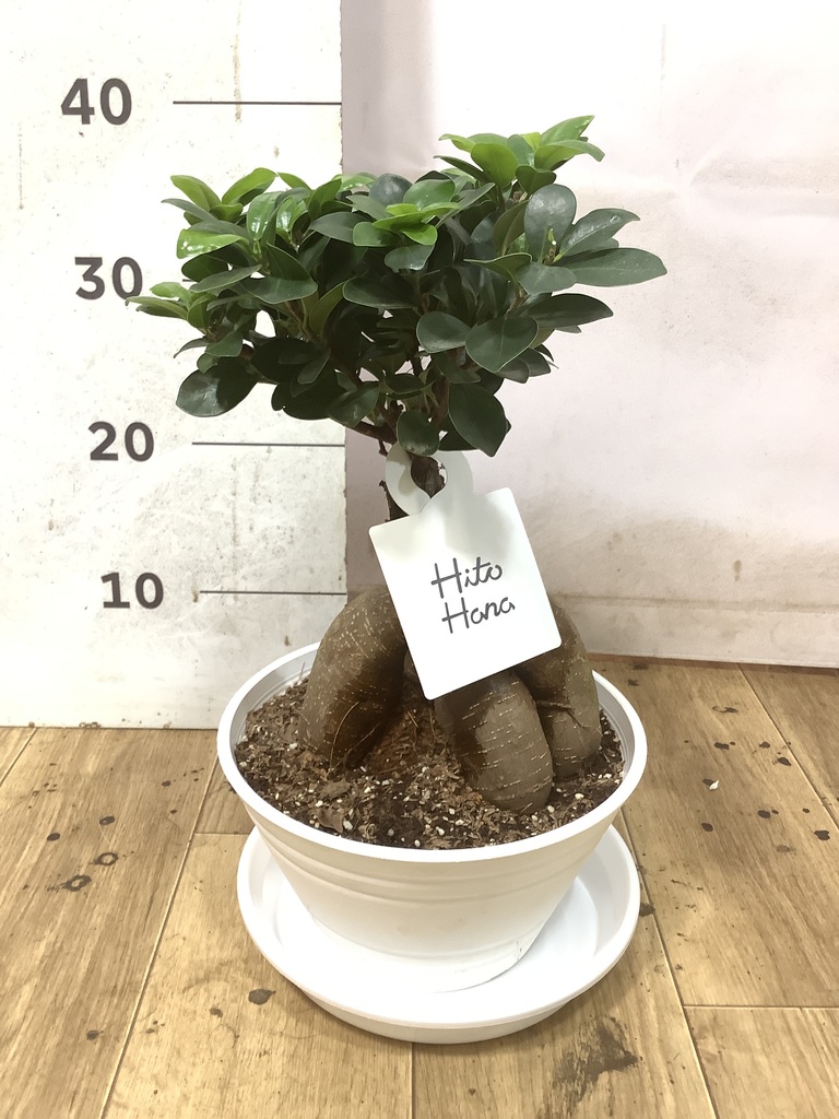 ガジュマル 7号 | 観葉植物通販HitoHana(ひとはな)