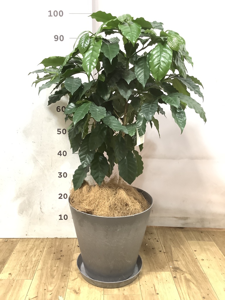 観葉植物 コーヒーの木 7号 ラスターポット white 付き | 観葉植物なら