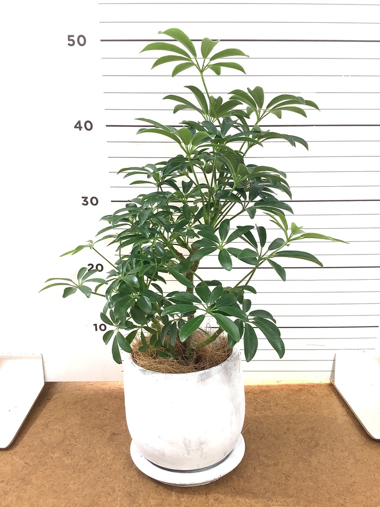 観葉植物 シェフレラ コンパクタ 4号 朴 エメリ 14 G グリーン 付き