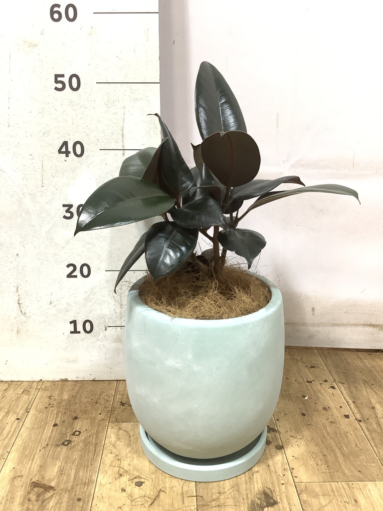 フィッカス・バーガンディ　リビングサイズ　no1 フィカス バーガンディ 5号 | 観葉植物の通販ならHitoHana（ひとはな）