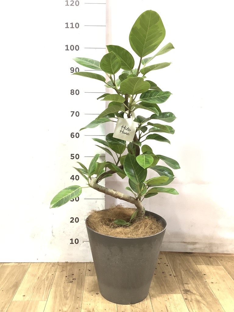 観葉植物 フィカス アルテシーマ 7号 曲り アートストーン ラウンド