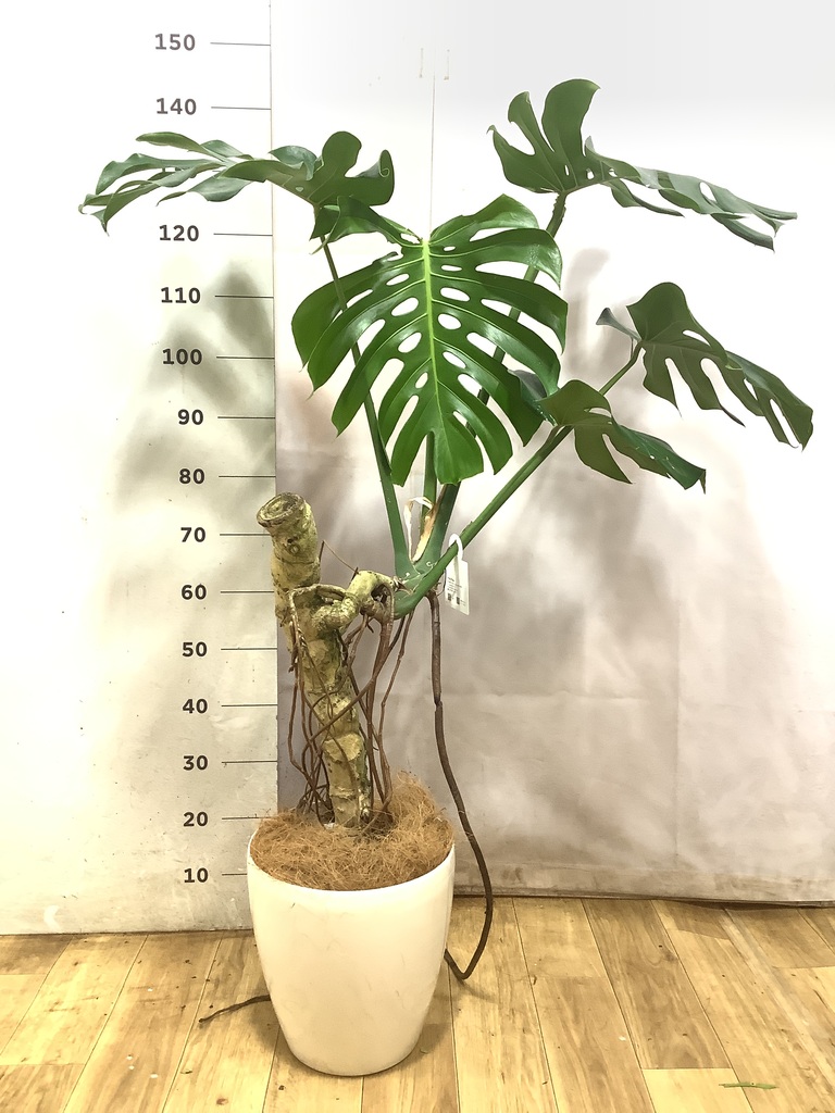 観葉植物 モンステラ 8号 根あがり アルマ ミドル 付き | 観葉植物なら
