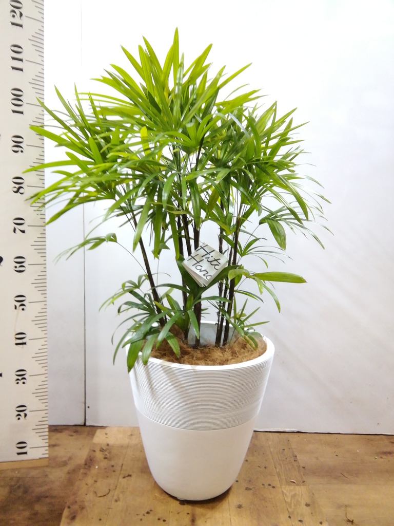 観葉植物 シュロチク（棕櫚竹） 8号 ジュピター 白 付き | 観葉