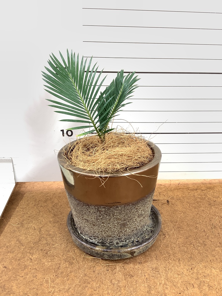 観葉植物 ソテツ 3号 実生 プラスチック鉢 | 観葉植物ならHitoHana