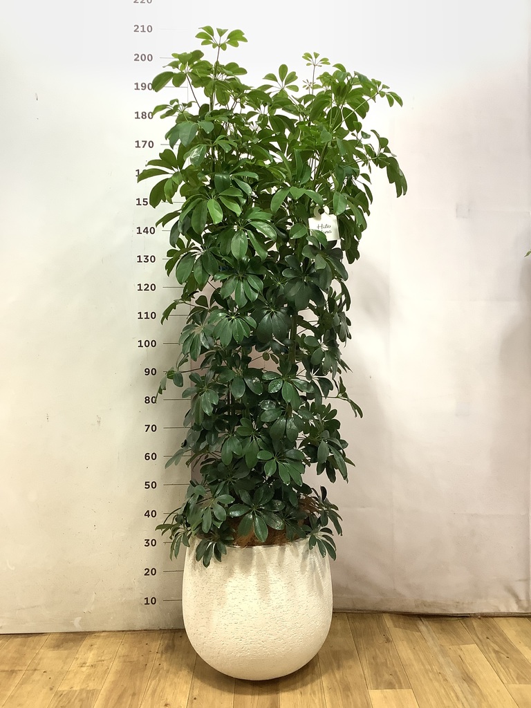 観葉植物 シェフレラ（カポック） 10号 ノーマル エコストーンwhite