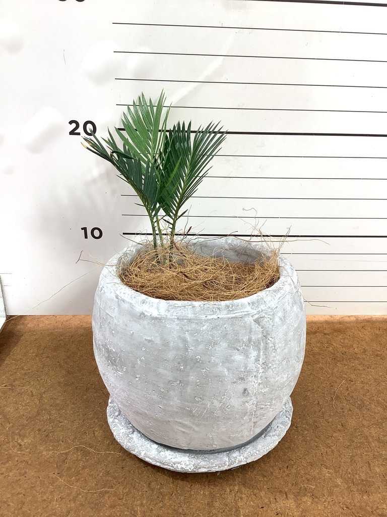 観葉植物 ソテツ 3号 実生 プラスチック鉢 | 観葉植物ならHitoHana