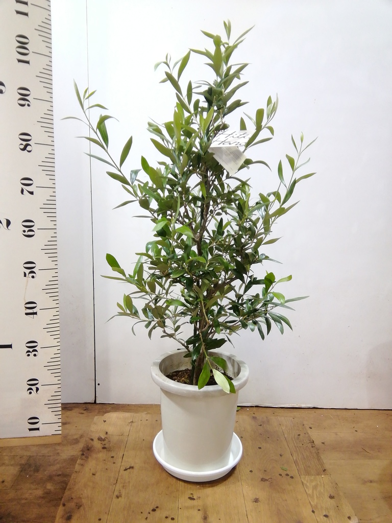 オリーブの木　コラティナ 観葉植物 オリーブの木 8号 コラティーナ (コラチナ) エコストーンGray