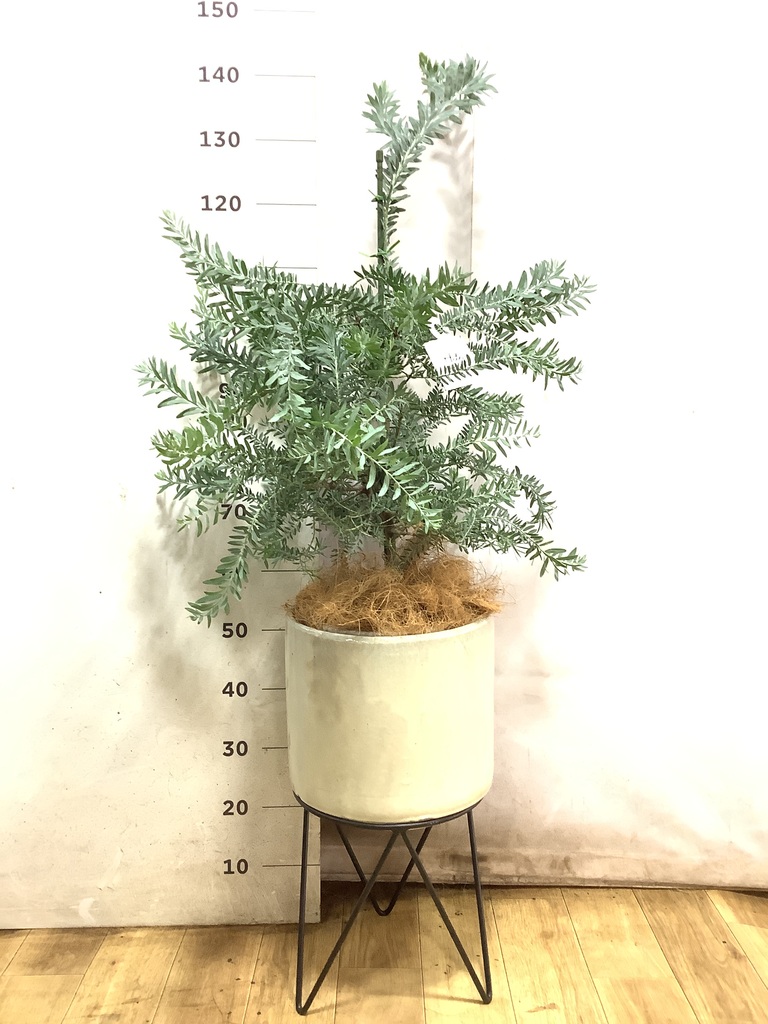 アカシア ブルーブッシュ | 観葉植物通販HitoHana(ひとはな)