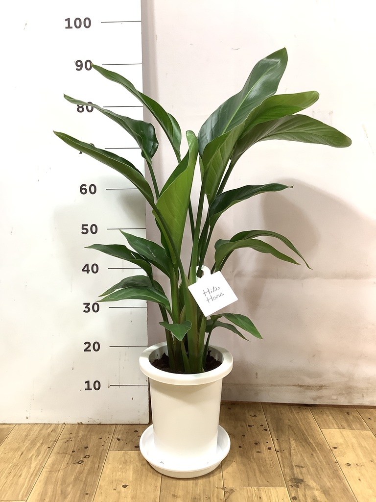 オーガスタ 7号 | 観葉植物の通販ならHitoHana