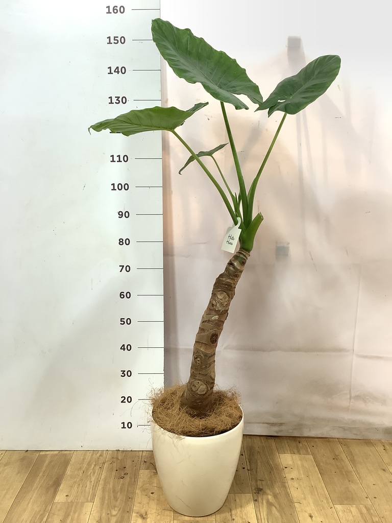 観葉植物 アロカシア 8号 オドラ（クワズイモ） ライム ドゥオ