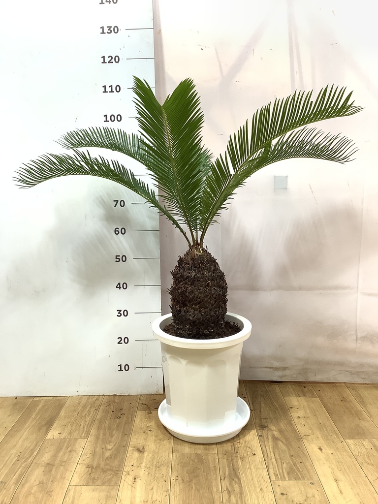 ソテツ 10号 | 観葉植物 | インテリアやギフトに - Hitohana（ひとはな）