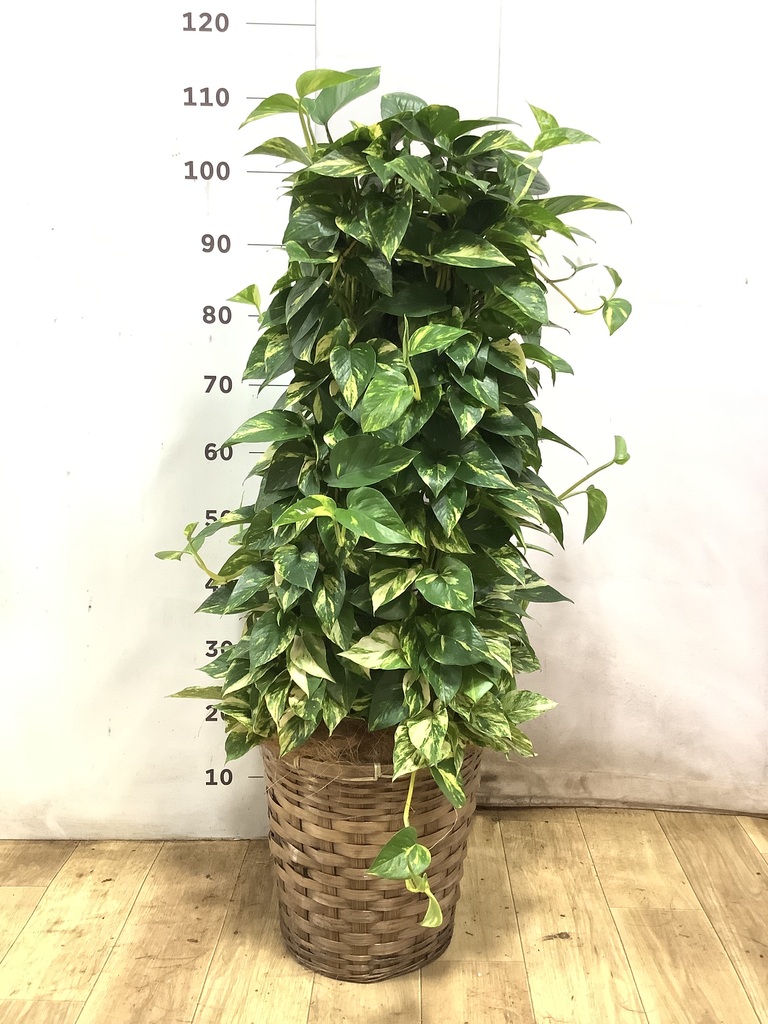 観葉植物 ポトス 8号 ラッシュバスケット Natural 付き | 観葉植物なら
