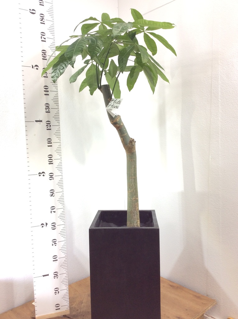 観葉植物 パキラ 10号 朴 セドナロング 墨 付き | 観葉植物なら