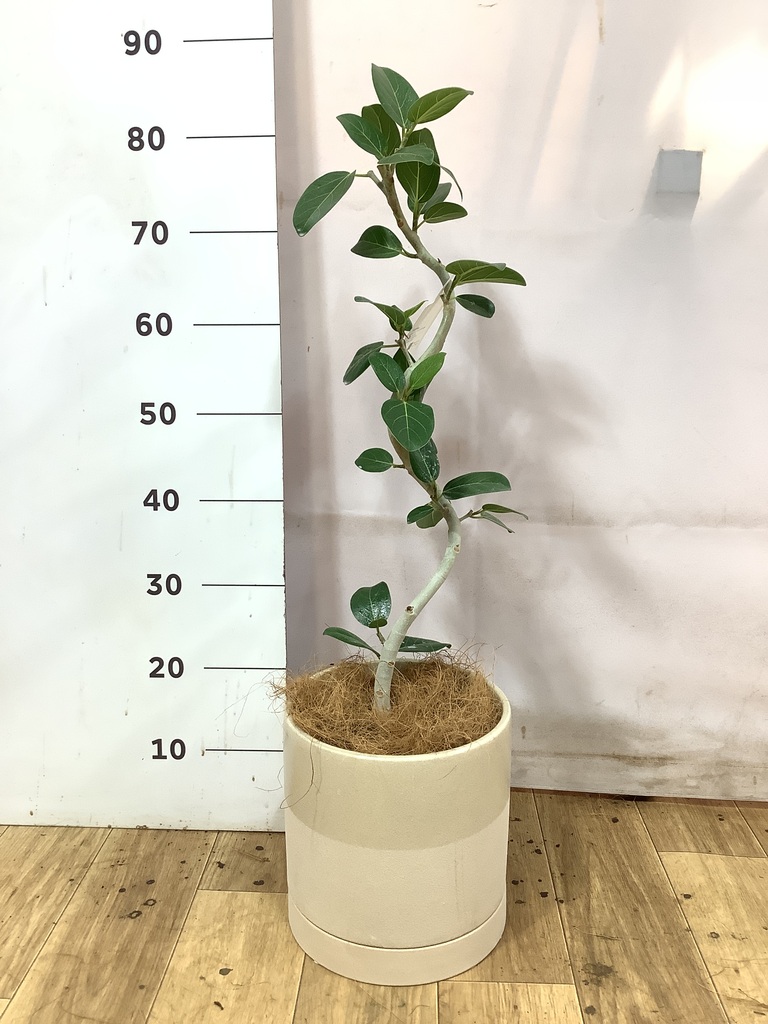 フィカス ベンガレンシス 5号 | 観葉植物通販 HitoHana（ひとはな）